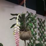 Fleuriste La Riviera Marcinelle